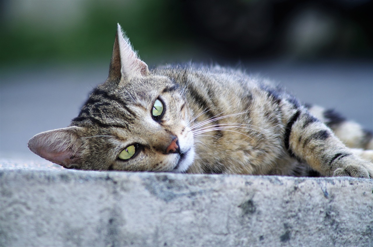 保護猫との出会い