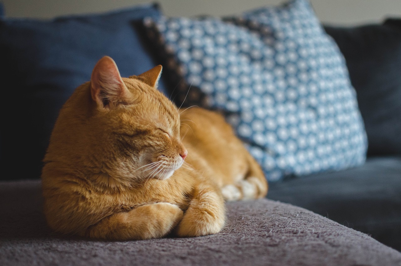保護猫の健康管理