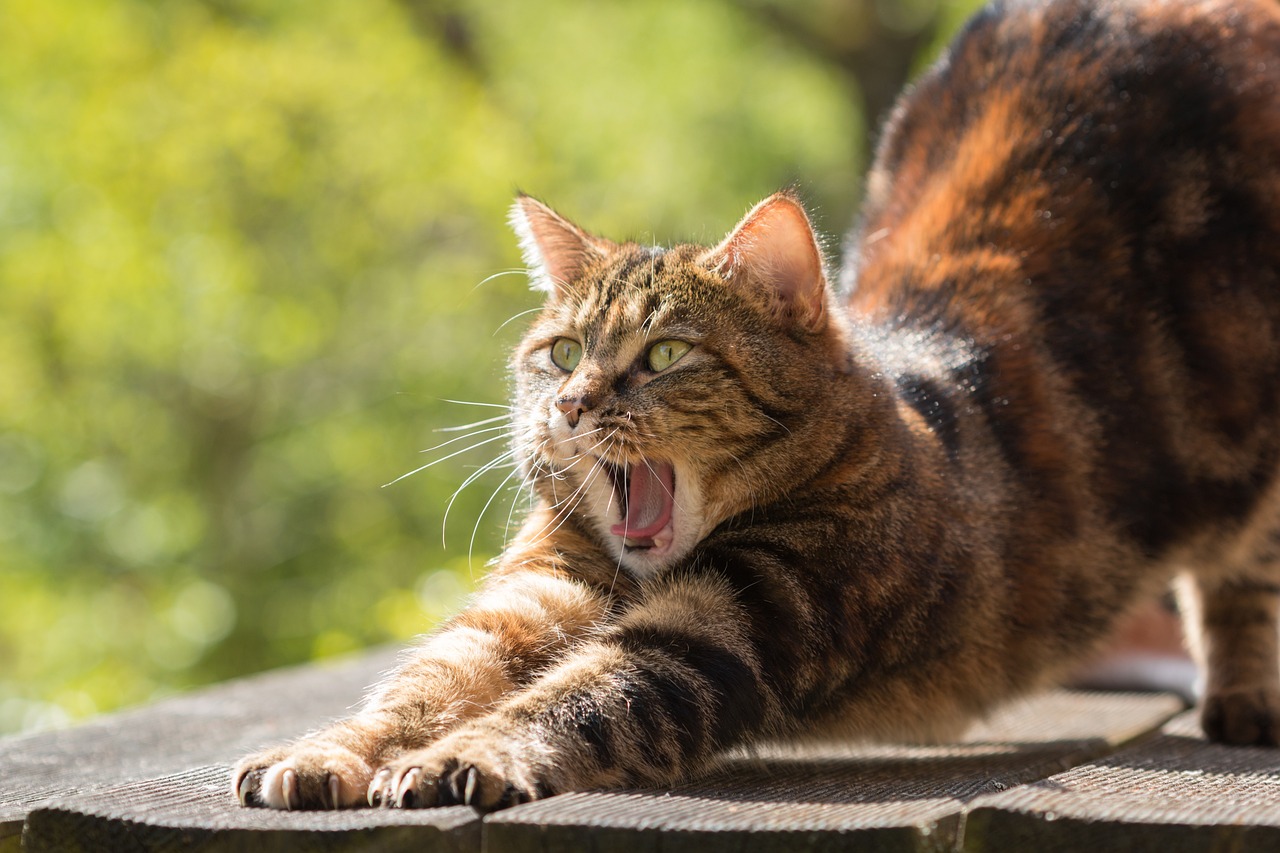 おすすめの猫用フードで膀胱炎対策